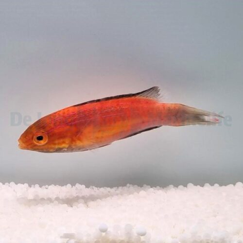 Alternative view of Cirrhilabrus lunatus (male)
