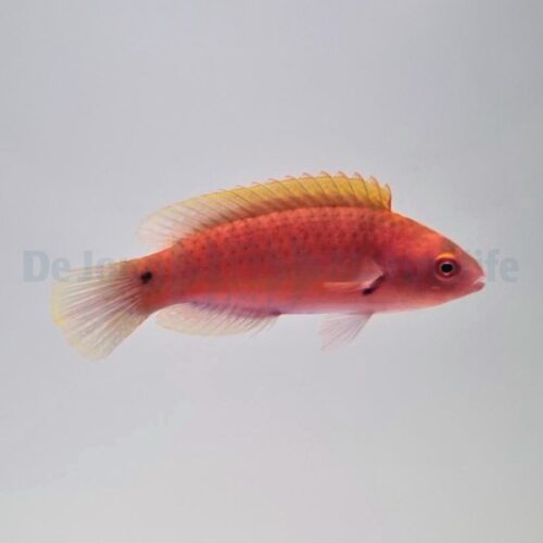Alternative view of Cirrhilabrus luteovittatus (female)