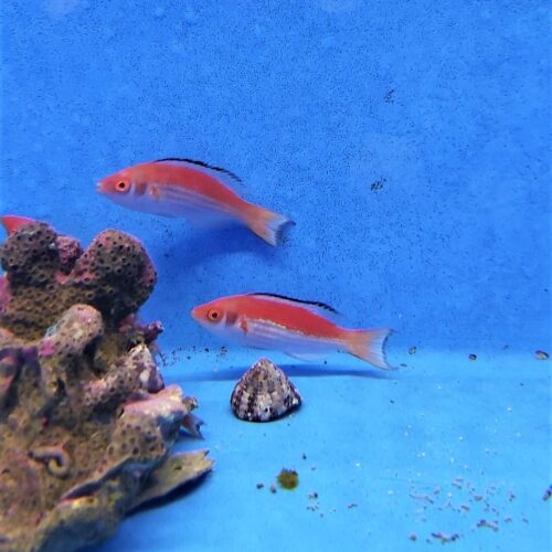 Cirrhilabrus marjorie