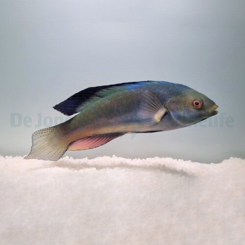 Alternative view of Cirrhilabrus melanomarginatus
