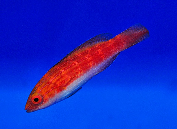 Picasso Aquarium