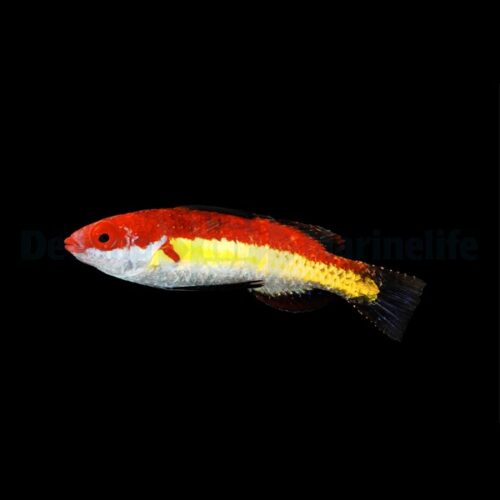 Alternative view of Cirrhilabrus naokoae (male)
