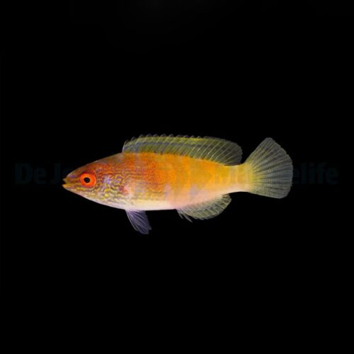 Alternative view of Cirrhilabrus rhomboidalis (female)