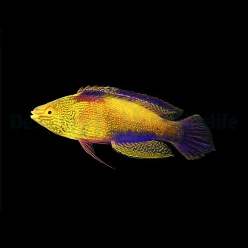 Alternative view of Cirrhilabrus rhomboidalis (male)