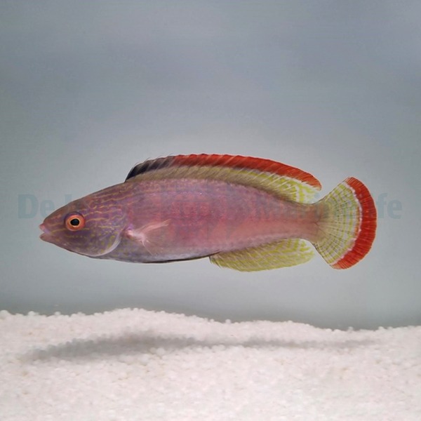 Picasso Aquarium