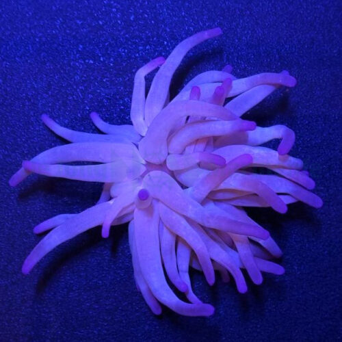 Alternative view of Condylactis gigantea (Purple) - Medium