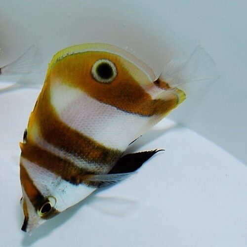Coradion chrysozonus