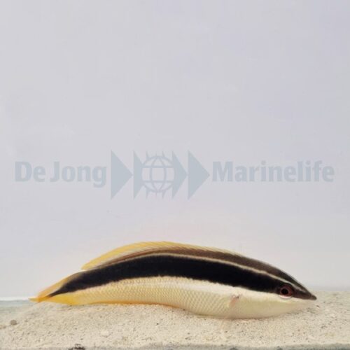 Coris pictoides - Afbeelding 2