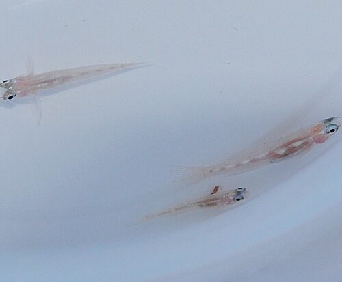 Alternative view of Coryphopterus personatus