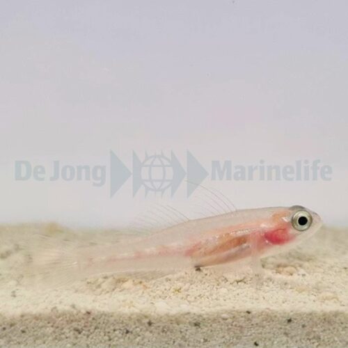Coryphopterus personatus