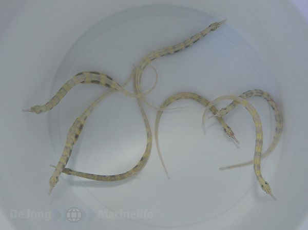 Corythoichthys haematopterus - Afbeelding 4