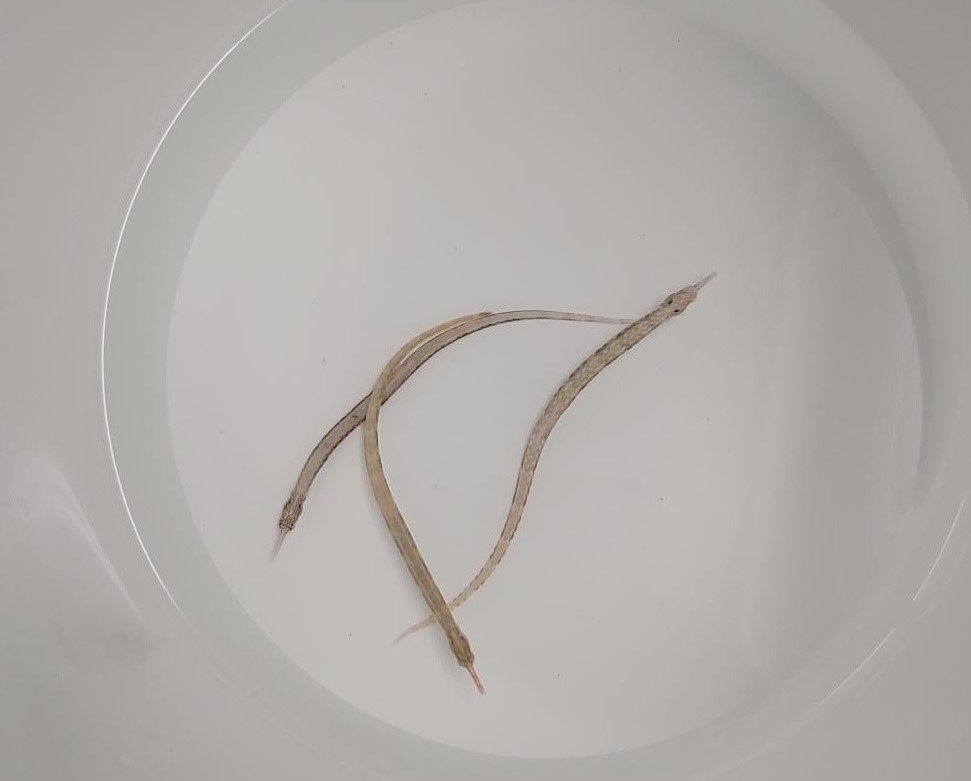 Corythoichthys intestinalis - Afbeelding 3