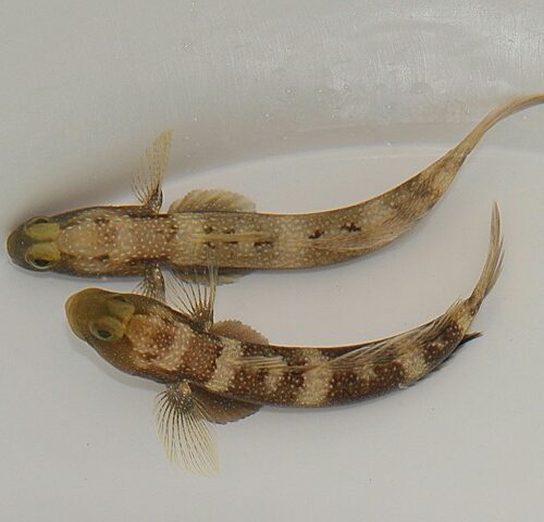 Cryptocentrus fasciatus - Afbeelding 4