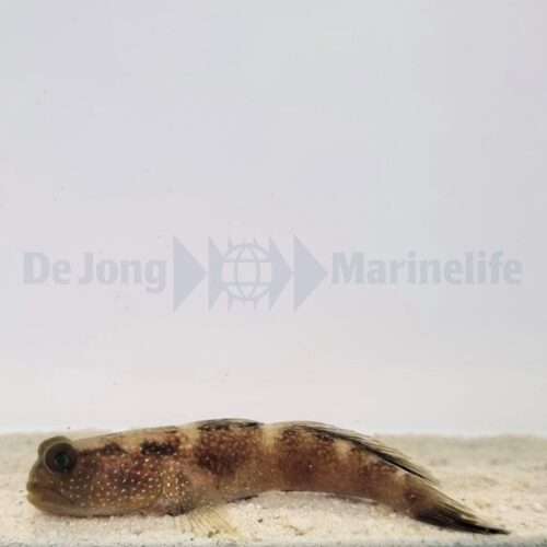 Cryptocentrus fasciatus - Afbeelding 3
