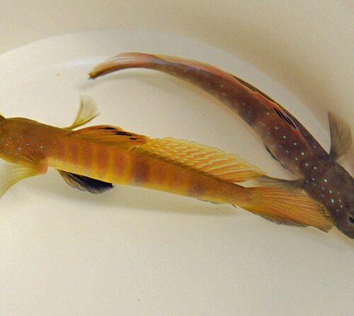 Cryptocentrus pavoninoides - Afbeelding 4