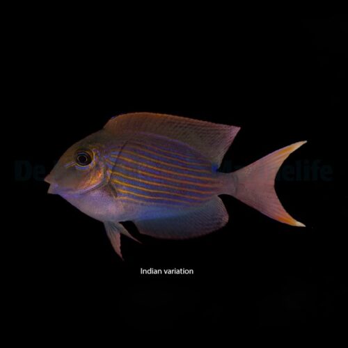 Alternative view of Ctenochaetus cf. striatus