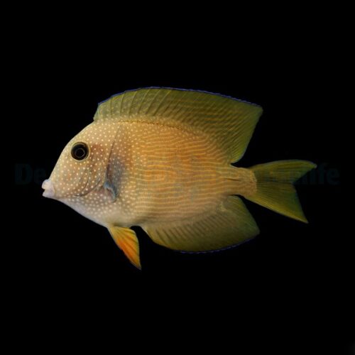 Ctenochaetus cyanocheilus - Afbeelding 2