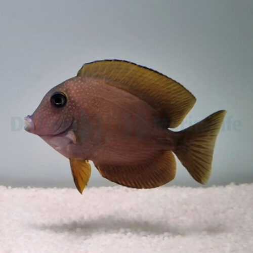 Ctenochaetus cyanocheilus - Afbeelding 3