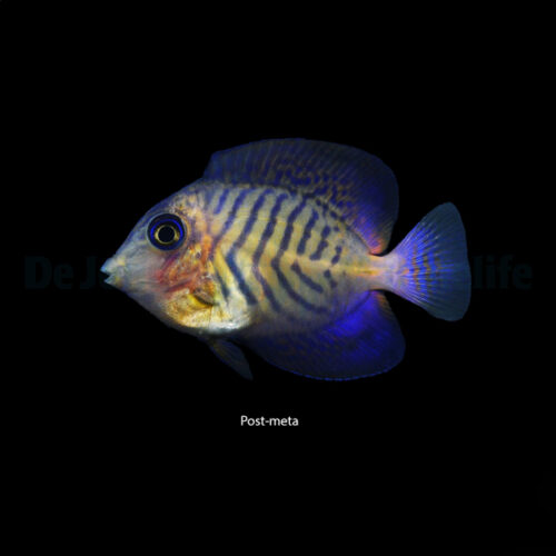 Alternative view of Ctenochaetus hawaiiensis