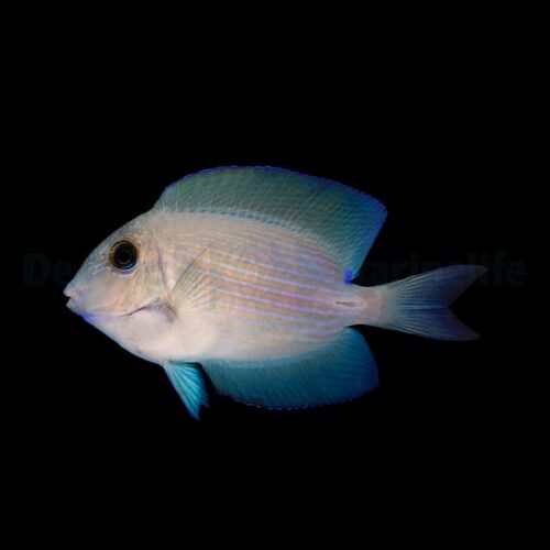 Ctenochaetus cf. striatus - Afbeelding 3
