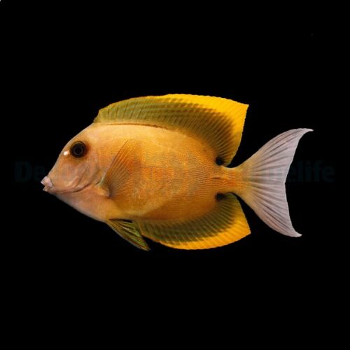 Alternative view of Ctenochaetus tominiensis