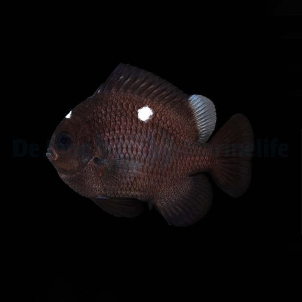 Picasso Aquarium
