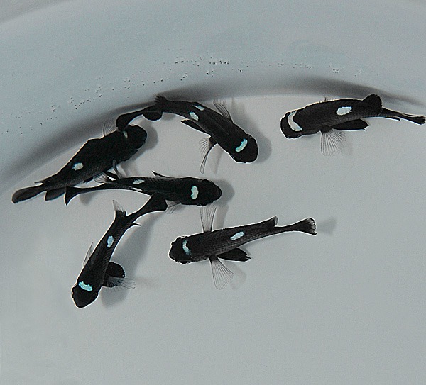 Picasso Aquarium