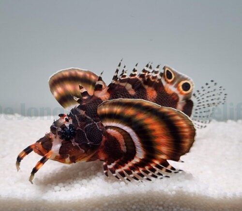 Dendrochirus biocellatus - Afbeelding 3