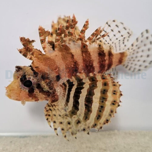Dendrochirus brachypterus - Afbeelding 4
