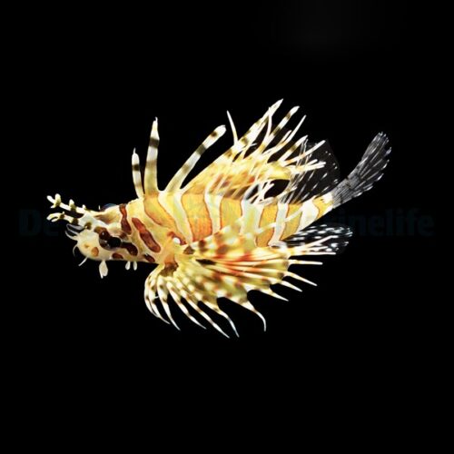 Alternative view of Dendrochirus zebra