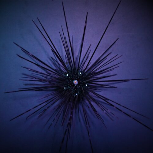 Alternative view of Diadema setosum - Large