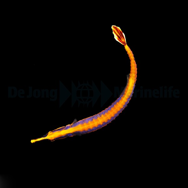 Doryrhamphus bicarinatus - Afbeelding 2