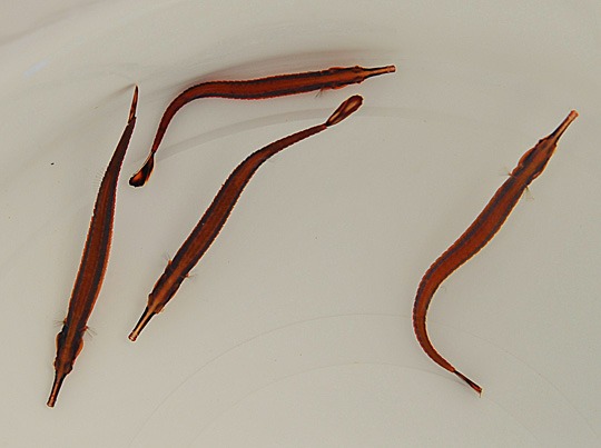 Doryrhamphus bicarinatus - Afbeelding 4