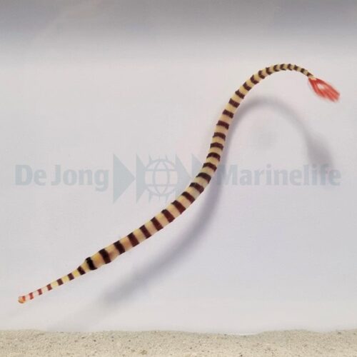 Dunckerocampus dactyliophorus - Afbeelding 3