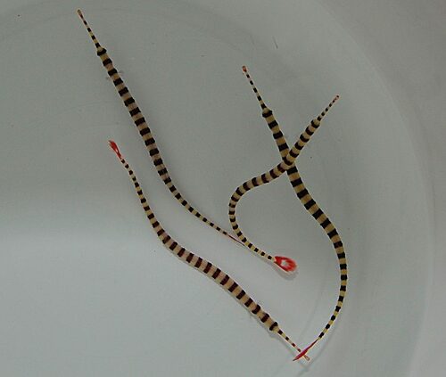 Dunckerocampus dactyliophorus - Afbeelding 4