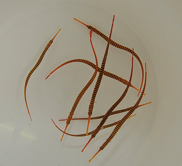 Dunckerocampus pessuliferus - Afbeelding 3