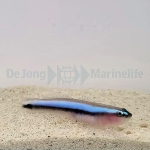 Elacatinus oceanops - Afbeelding 3