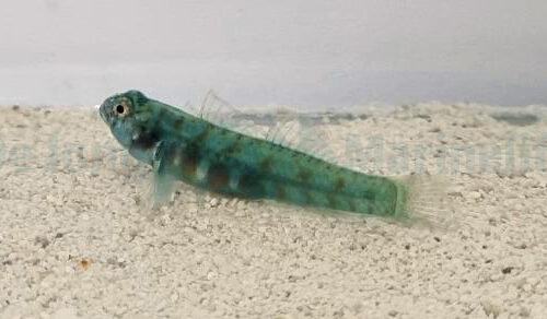 Alternative view of Eviota queenslandica