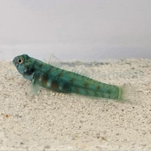 Eviota queenslandica