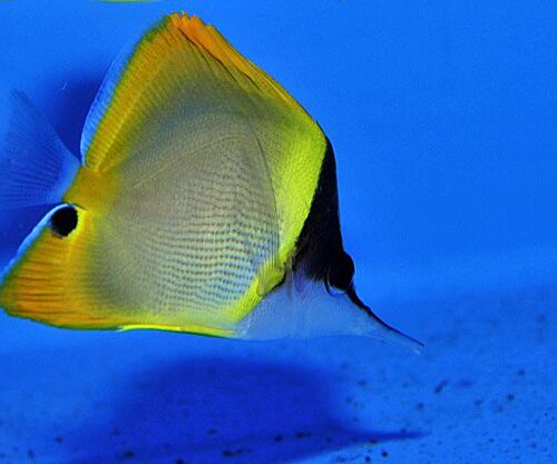 Forcipiger wanai