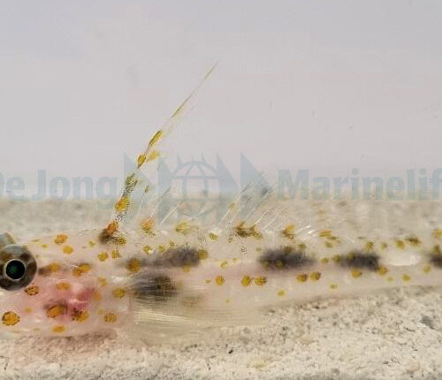 Fusigobius inframaculatus - Afbeelding 2