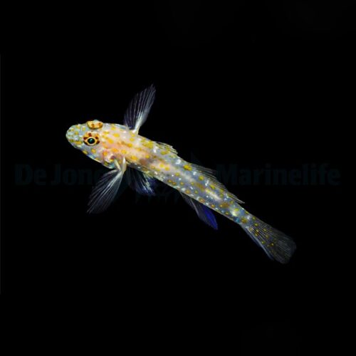 Alternative view of Fusigobius pallidus