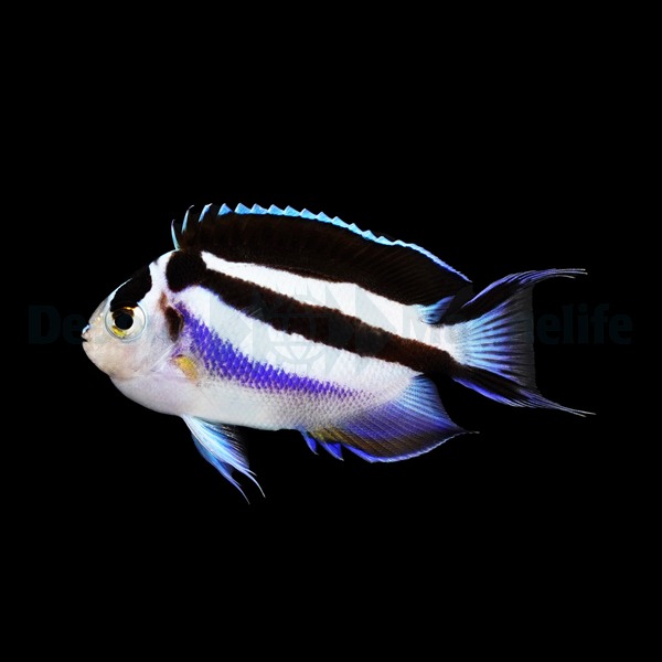 Picasso Aquarium