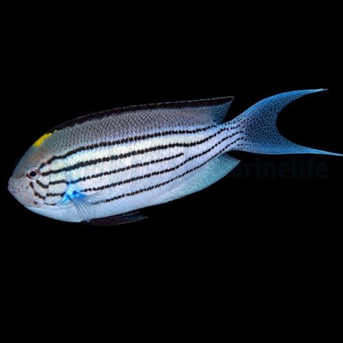 Genicanthus lamarck (male)