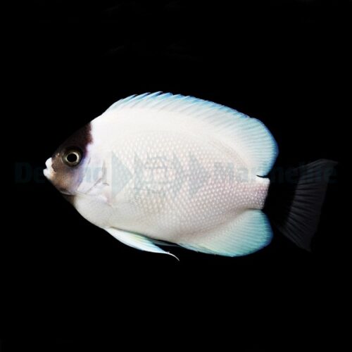 Genicanthus personatus - T.B.