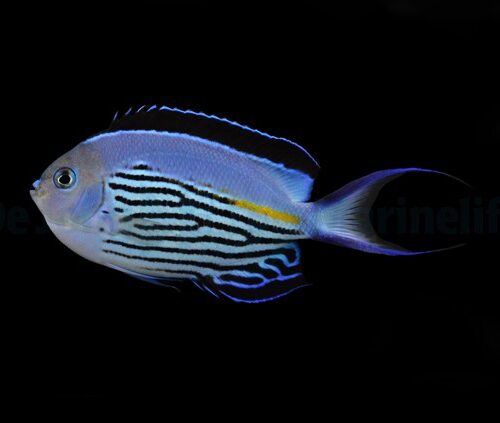 Alternative view of Genicanthus watanabei (male)