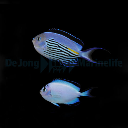 Genicanthus watanabei (pair)