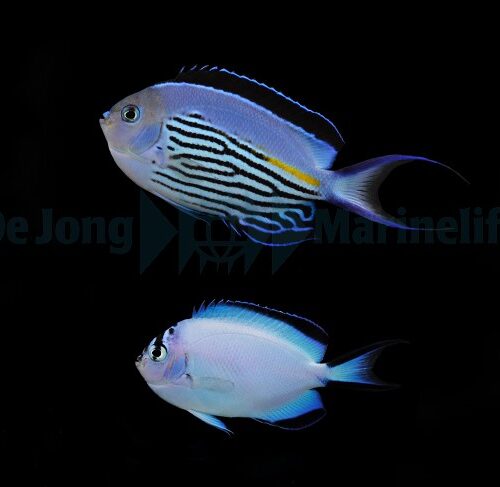 Alternative view of Genicanthus watanabei (pair)