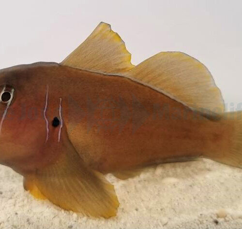 Alternative view of Gobiodon citrinus