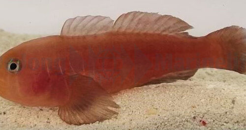 Alternative view of Gobiodon quinquestrigatus